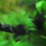 流木に付いた緑色の糸状の黒髭コケ