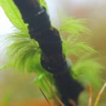 流木に付いた緑色の糸状の黒髭コケ