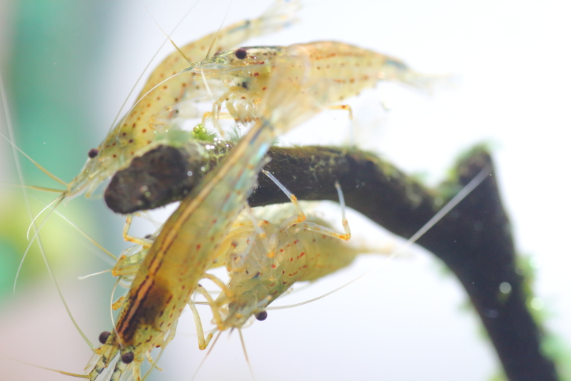 ヤマトヌマエビによる除去