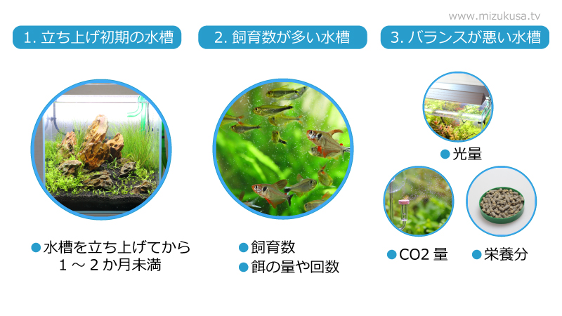 コケの発生しやすい水槽を知る