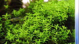 明るいグリーンが美しいパールグラスの茂み