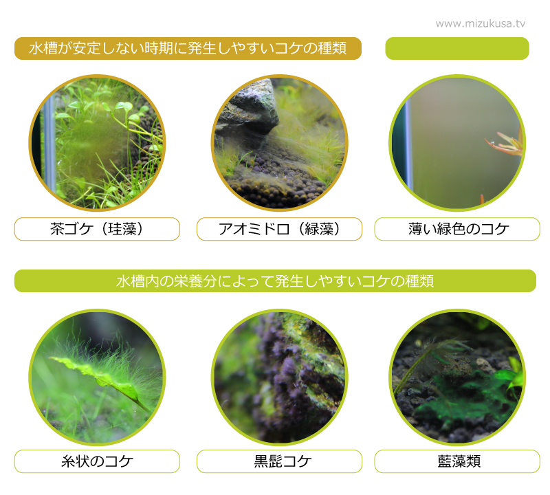 コケの種類からわかる水槽の状態