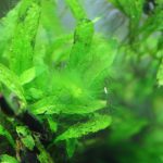 水草の葉に付く1～3cm程度の糸状