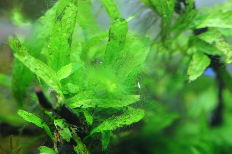 水草の葉に付く1～3cm程度の糸状