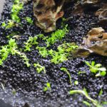 パールグラスの植え方