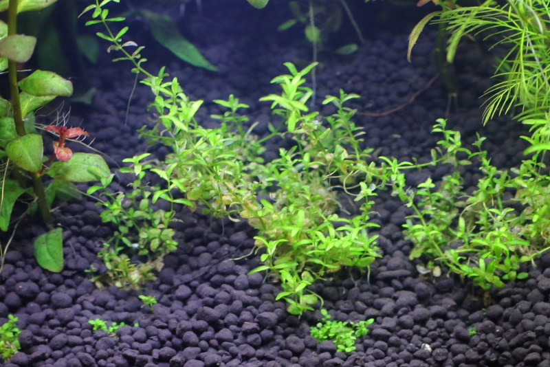 植栽から2週間目で溶けだしているパールグラス