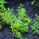 植栽から3週間目で溶けだしているパールグラス