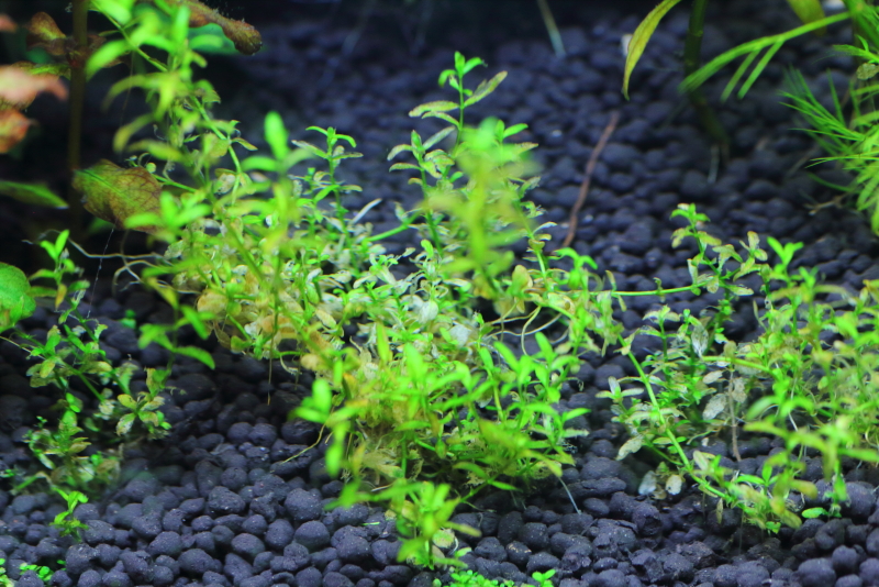 植栽から3週間目で溶けだしているパールグラス