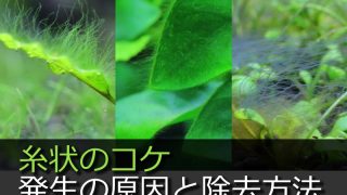 Thumbnail of post image 063