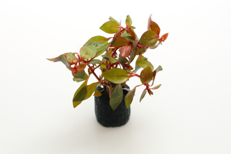 ルドヴィジア・スーパーレッド(Ludwigia'Super Red') 水上葉10本 ルドウィジア スーパーレッドボンサイ 2025