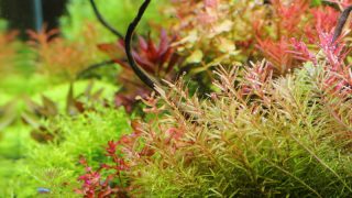 水草の肥料不足・栄養不足の症状の見極め方