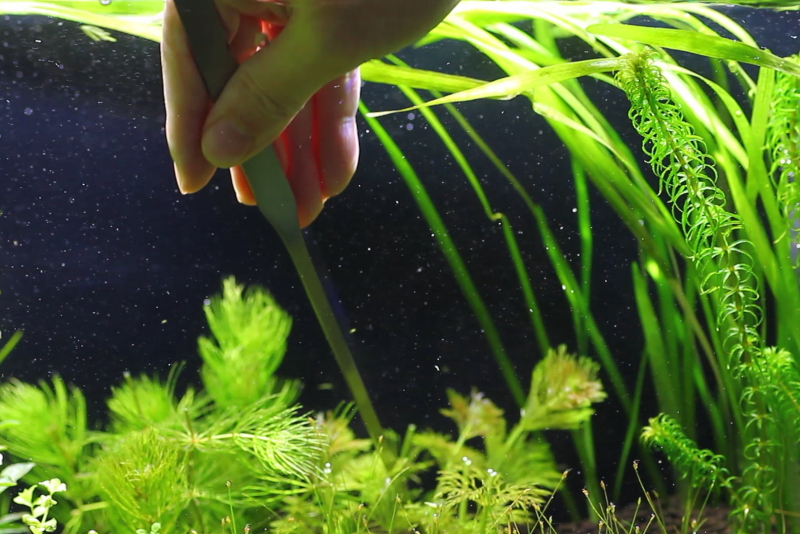 10 トリミング 差し戻し アンブリア 水草動画ブログ
