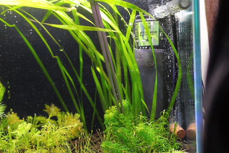 10 トリミング 差し戻し グレートモス 水草動画ブログ