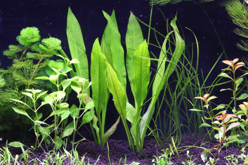 10 植栽から5日目 アマゾンソード 水草動画ブログ 10 植栽から5日目 アマゾンソード 水草動画ブログ