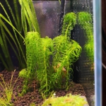 植栽から1日目 グレートモス