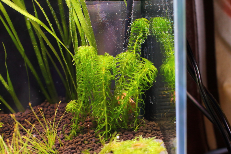 植栽から1日目 グレートモス