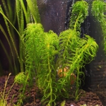 植栽から1日目 グレートモス