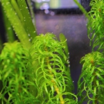 植栽から3日目 グレートモス