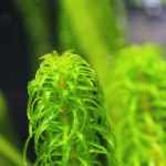 植栽から3日目 グレートモス