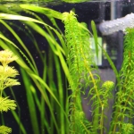 植栽から5日目 グレートモス