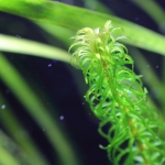 植栽から5日目 グレートモス