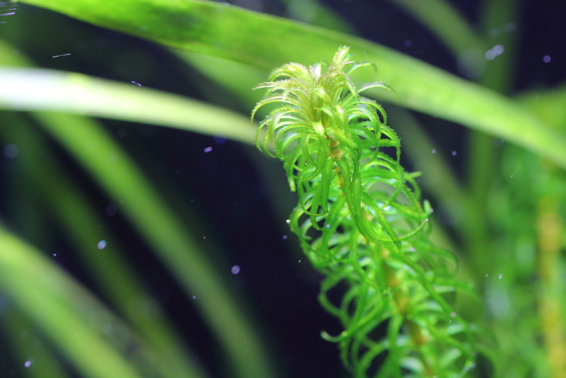 植栽から5日目 グレートモス