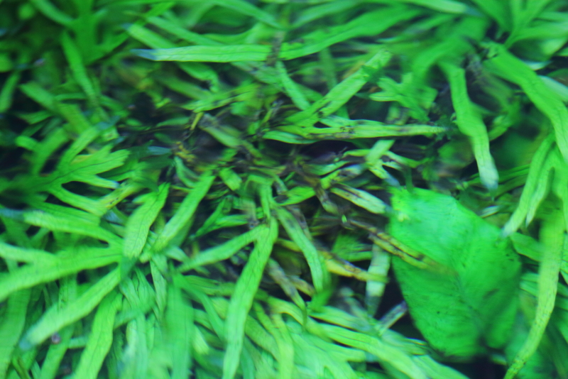 ADA水草の森 ミクロソリウム・トライデントリーフ増殖株活着途中流木 ADA水草の森 ミクロソリウム・トライデントリーフ増殖株活着途中流木