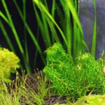 植栽から5日目（トリミング直後）グレートモス