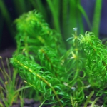 植栽から5日目（トリミング直後）グレートモス