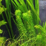 植栽から9日目（トリミングから4日目）グレートモス