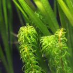 植栽から9日目（トリミングから4日目）グレートモス