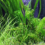 植栽から16日目（トリミングから9日目）グレートモス