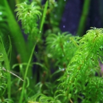 植栽から16日目（トリミングから9日目）グレートモス