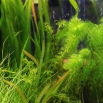 植栽から23日目（トリミングから18日目）グレートモス