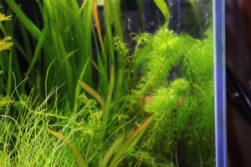植栽から23日目（トリミングから18日目）グレートモス