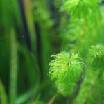 植栽から23日目（トリミングから18日目）グレートモス