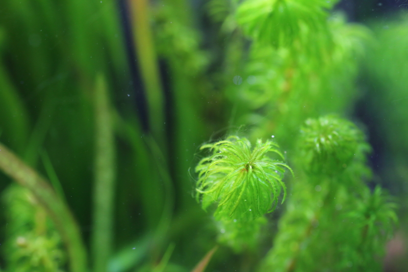植栽から23日目（トリミングから18日目）グレートモス