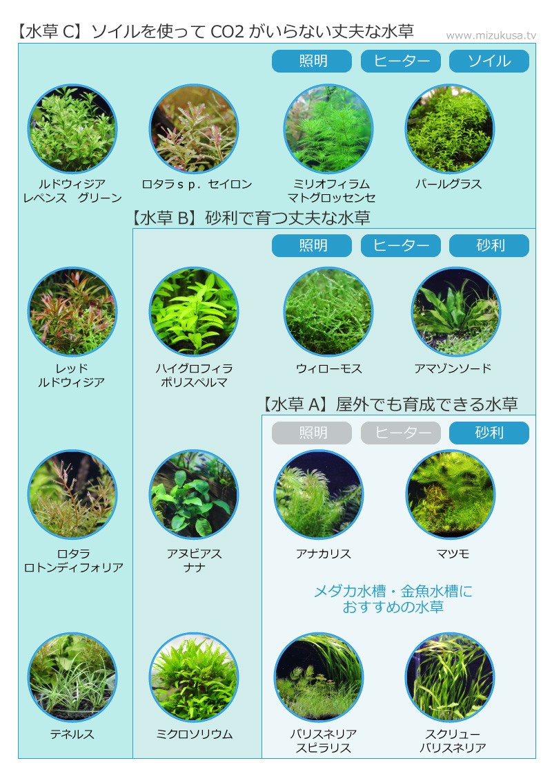 メダカ水槽・金魚水槽のおすすめ水草（金魚藻）
