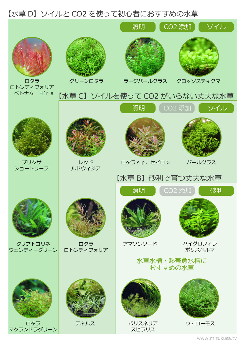 水草水槽・熱帯魚水槽におすすめの水草