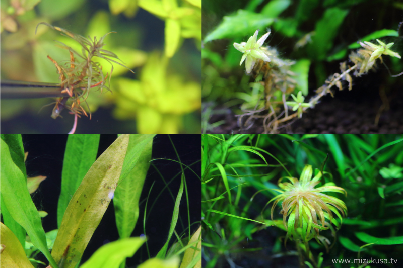 水草が育たない・枯れる原因