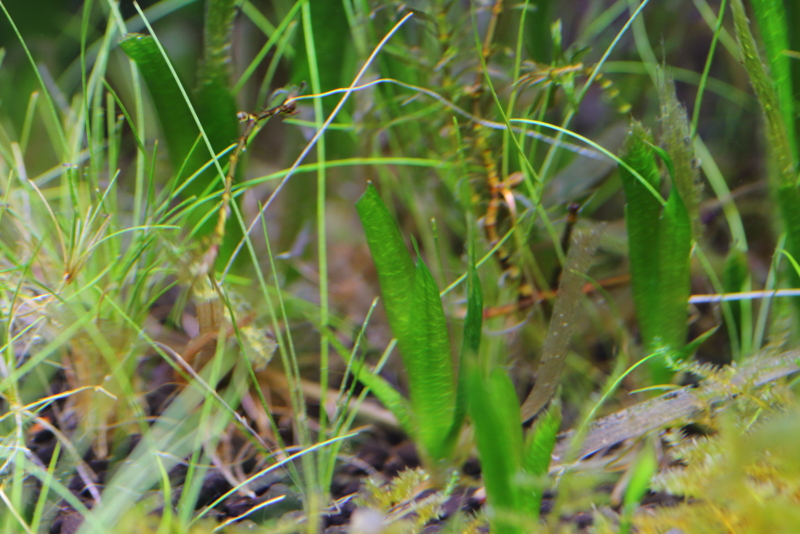 葉が完全に枯れても根元から新芽が出てくる