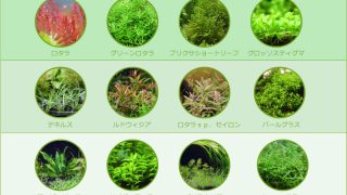 【失敗しない為の水草の選び方】初心者向けおすすめの水草と育て方