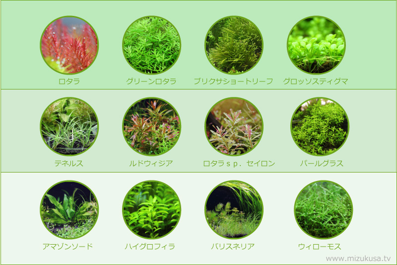 【失敗しない為の水草の選び方】初心者向けおすすめの水草と育て方