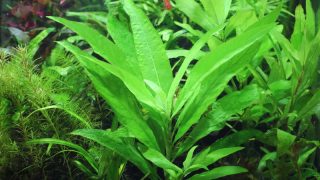 Thumbnail of post image 133