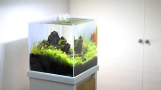 水草水槽のつくり方