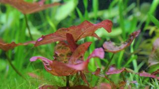 Thumbnail of post image 039