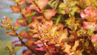 Thumbnail of post image 161