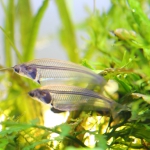 トランスルーセントグラスキャット 水槽に観賞の楽しさを感じさせてくれる熱帯魚 水草動画ブログ