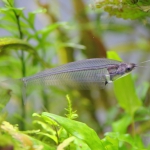 トランスルーセントグラスキャット 水槽に観賞の楽しさを感じさせてくれる熱帯魚 水草動画ブログ