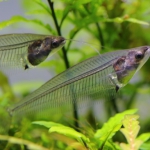 トランスルーセントグラスキャット 水槽に観賞の楽しさを感じさせてくれる熱帯魚 水草動画ブログ トランスルーセントグラスキャット 水槽に観賞の楽しさを感じさせてくれる熱帯魚 水草動画ブログ